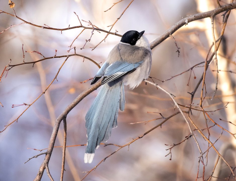 Голубые сороки (Cyanopica Cyana)