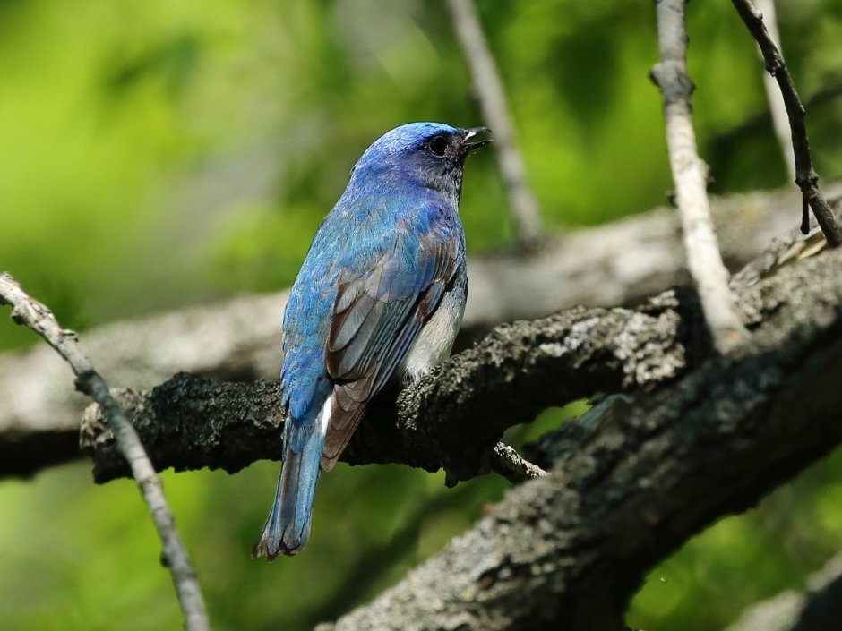 Cyanoptila cyanomelana
