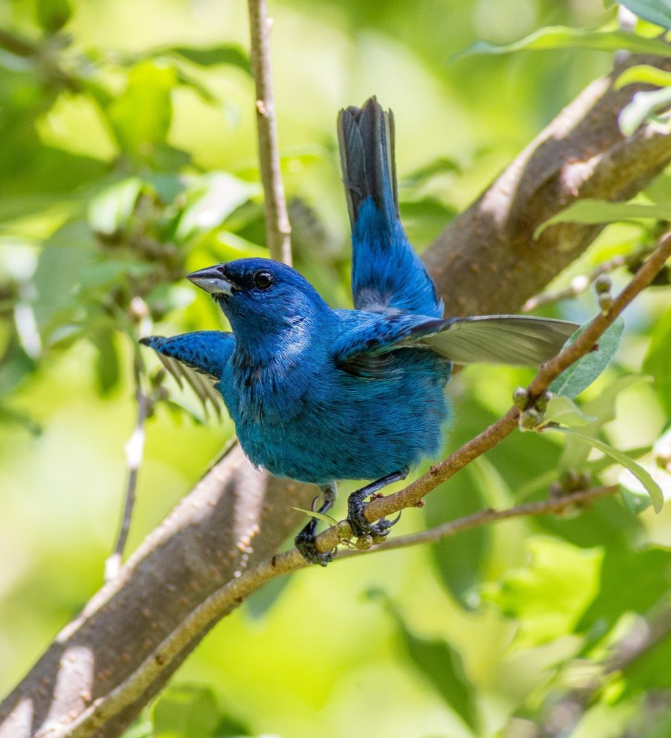 Indigo Bunting