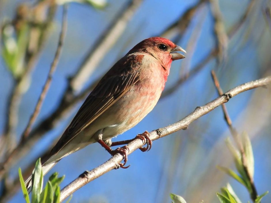 Carpodacus erythrinus