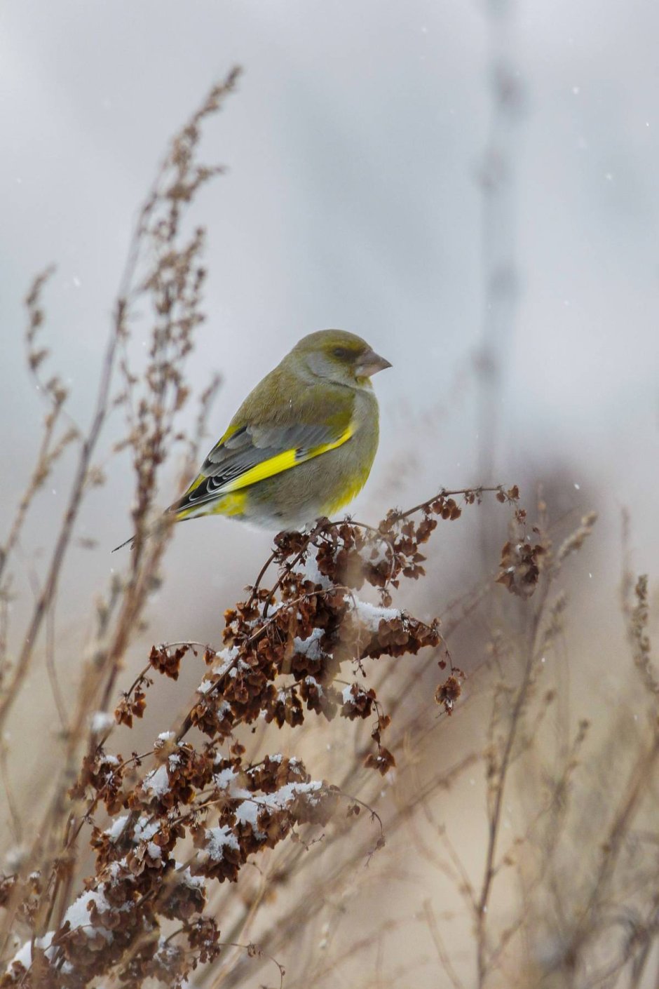 Зеленушка (Chloris Chloris)