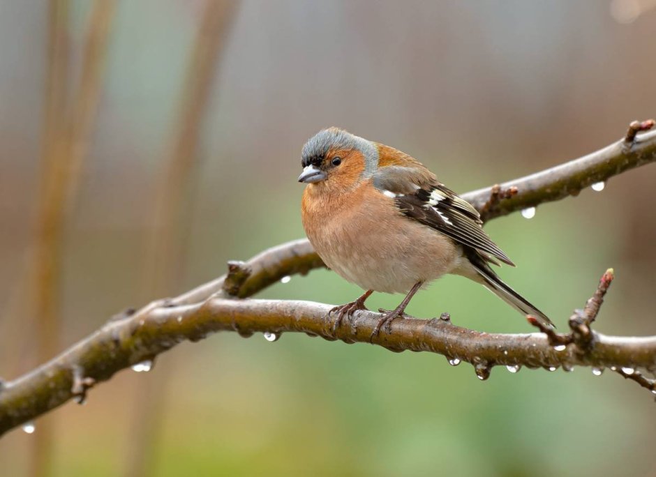 Зяблик (fringilla COELEBS)