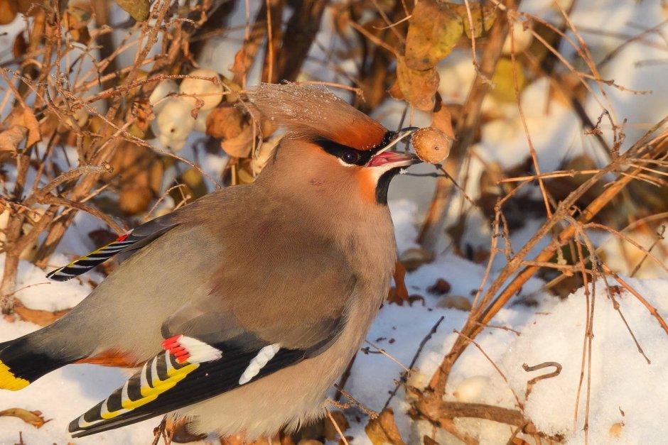 Свиристель (Bombycilla garrulus)