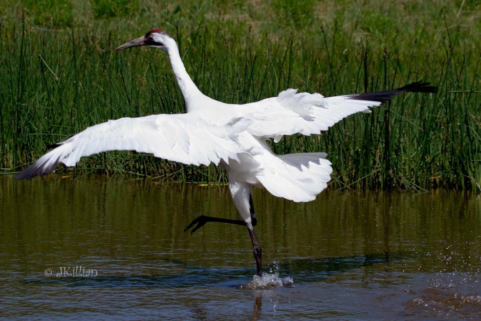 Give me Wings whooping Cranes movie