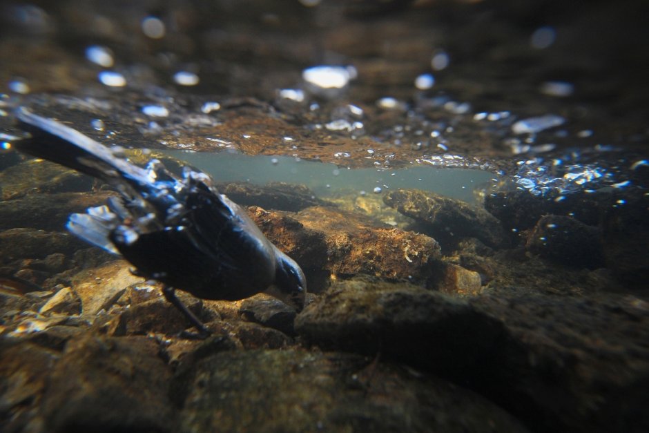 Оляпка птица под водой