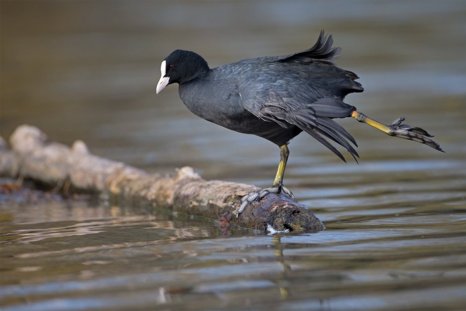 Лысуха – Fulica atra (l., 1758)