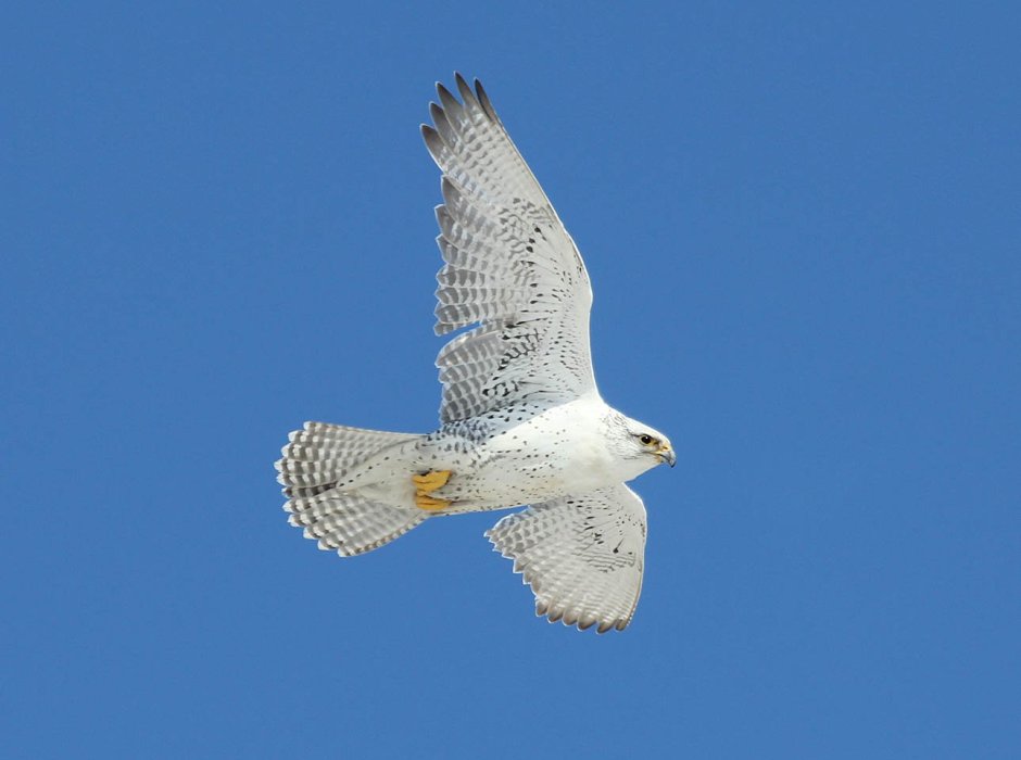 Кречет Falco rusticolus