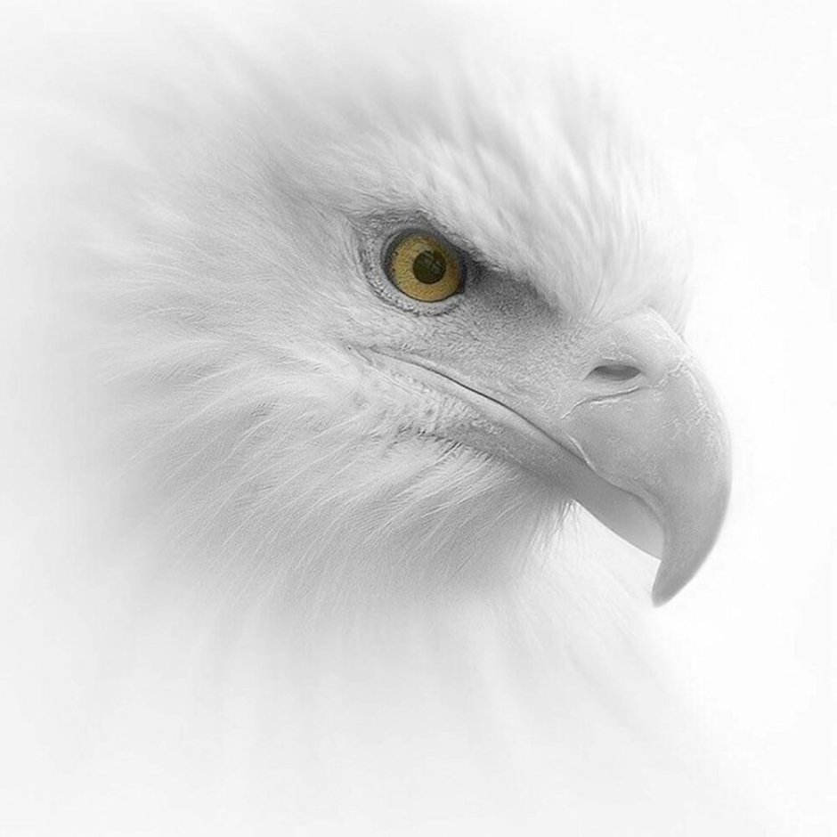 Орел Беркут альбинос