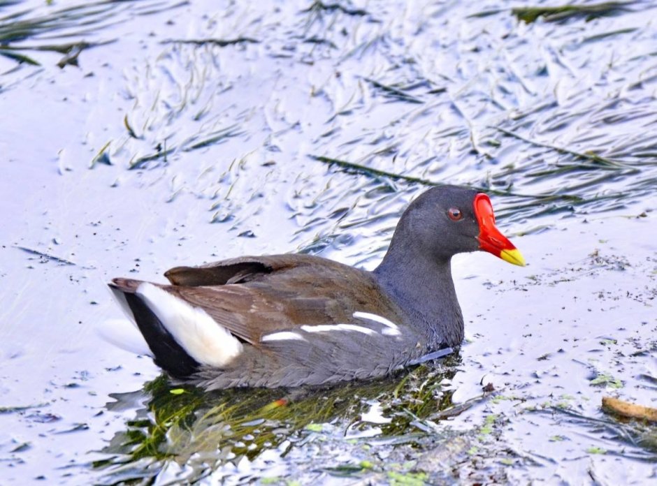 Камышница Gallinula chloropus