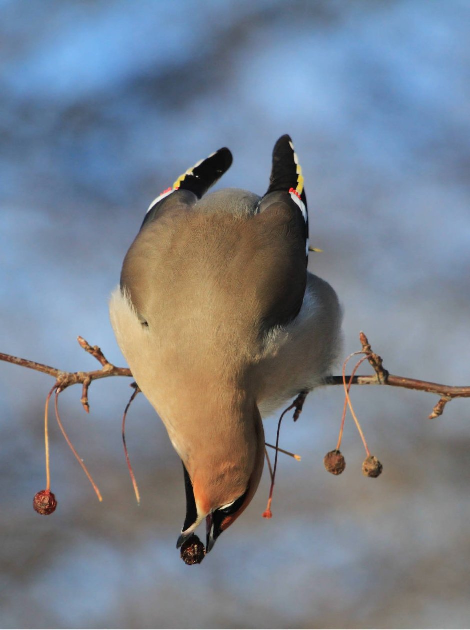 Свиристель (Bombycilla garrulus)
