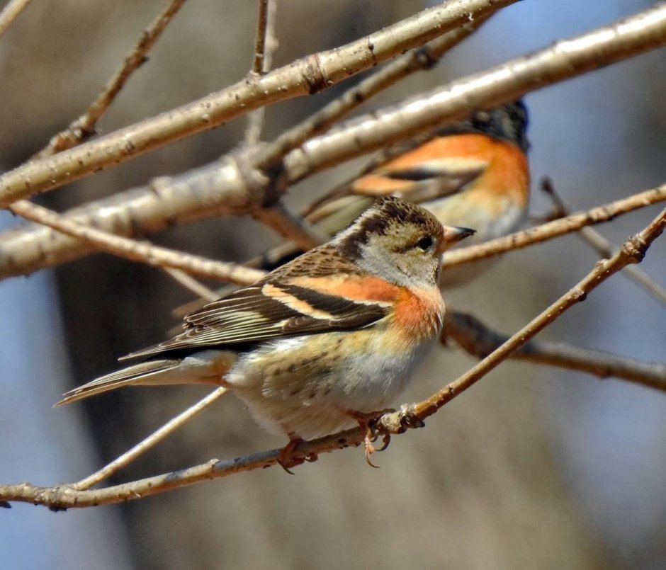 Fringilla montifringilla