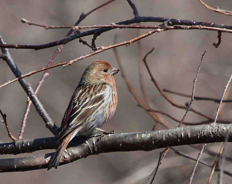 Сибирская чечевица Carpodacus roseus