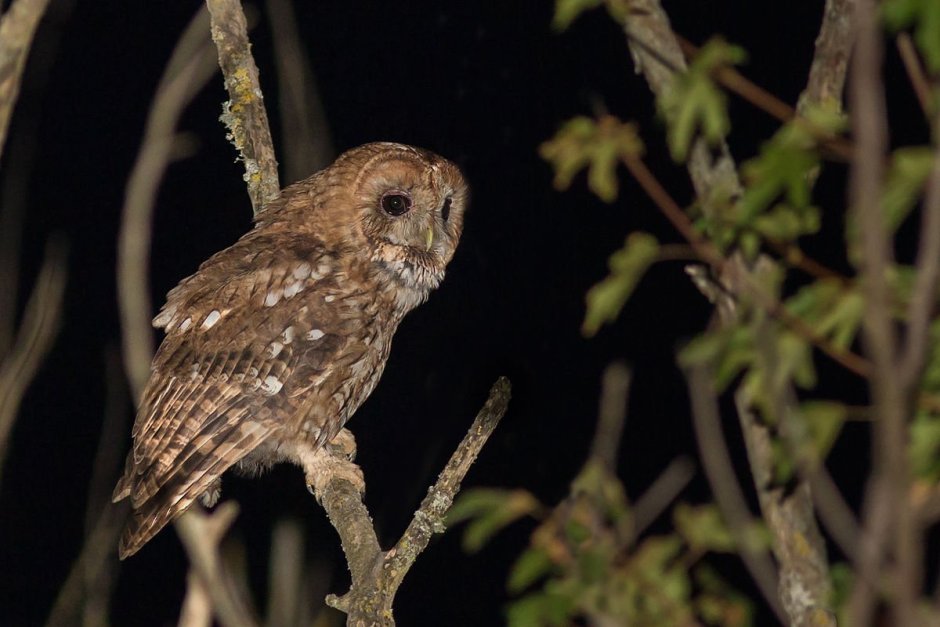 Strix aluco sylvatica