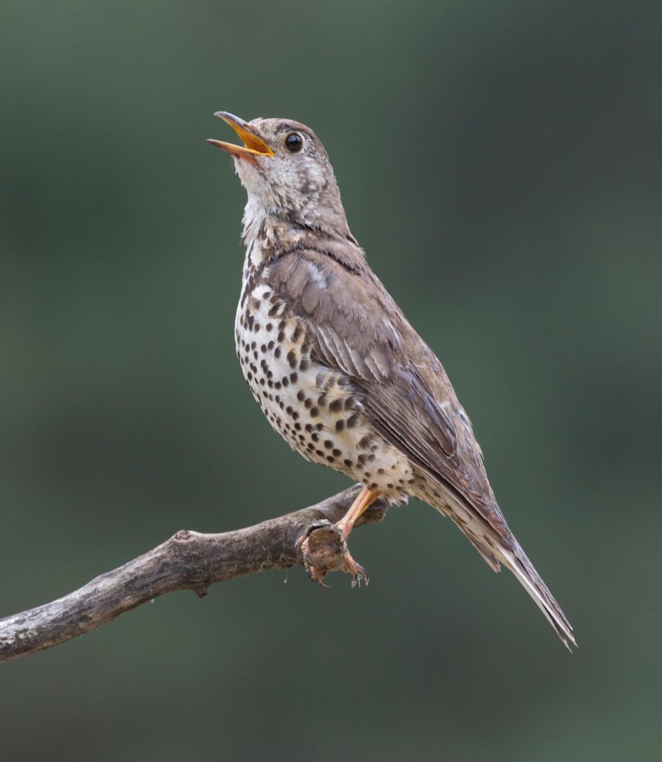 Серый Дрозд (Grey Catbird)