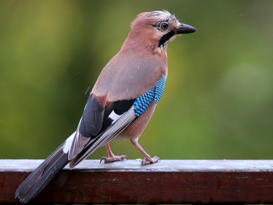 Сойка garrulus glandarius