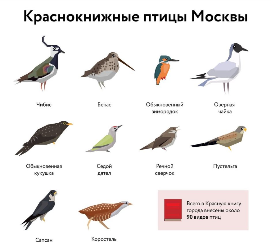 Птицы красной книги Москвы