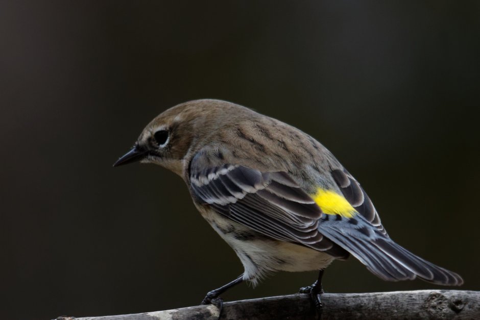 Птица Yellow Rumped Warbler