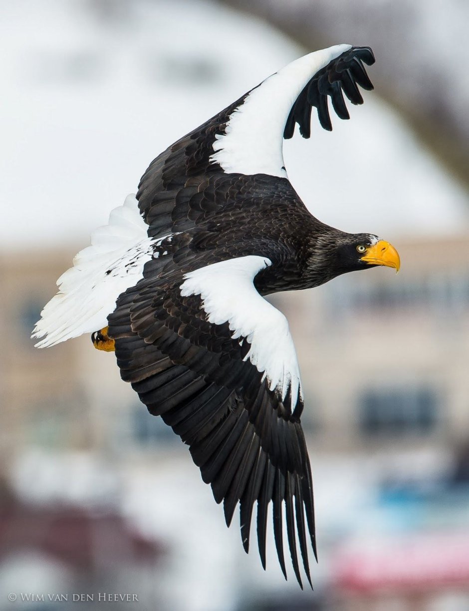 Haliaeetus pelagicus Eagle