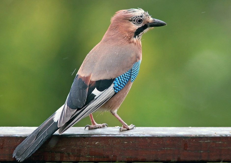 Сойка garrulus glandarius