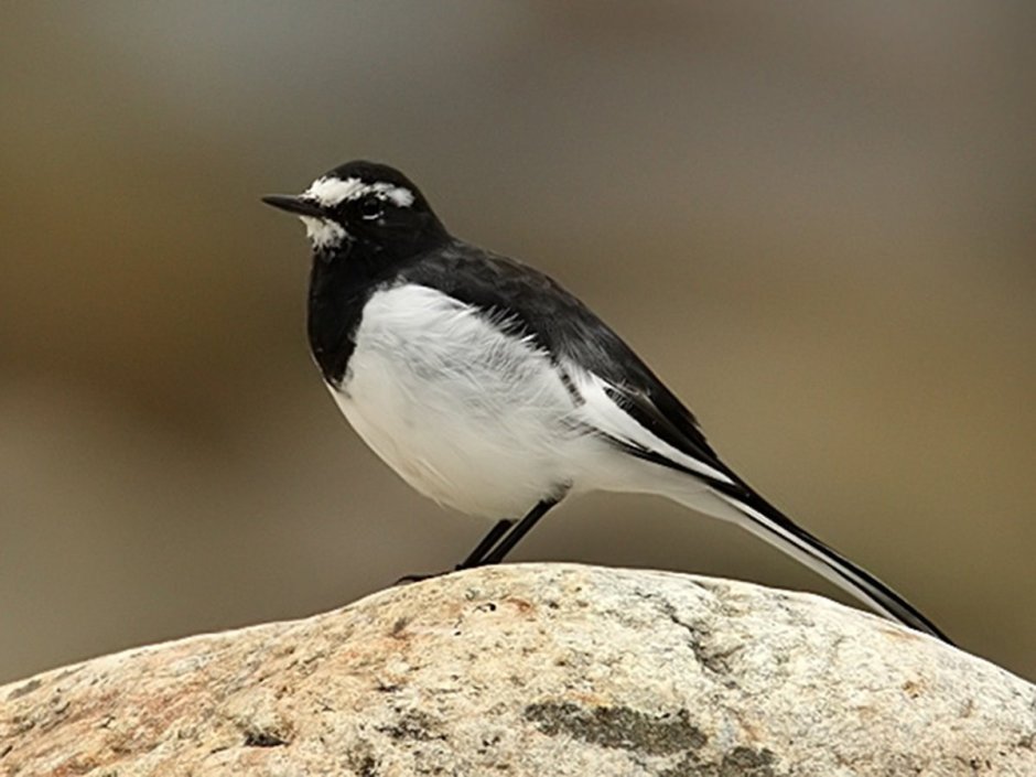 Motacilla Grandis