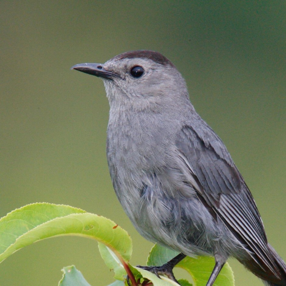 Dumetella carolinensis