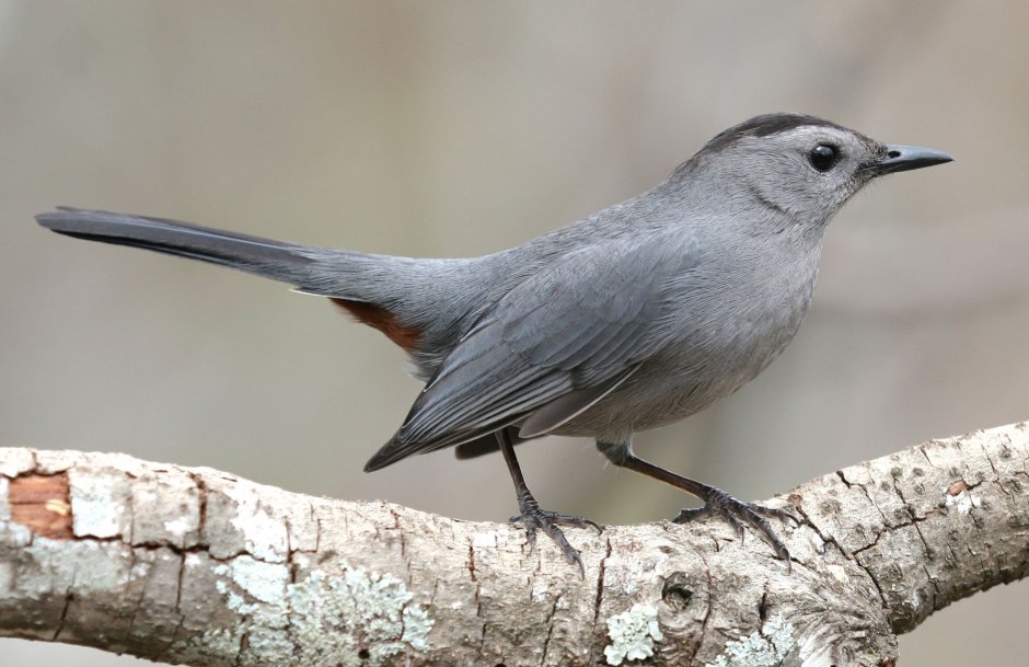 Gray Catbird птица