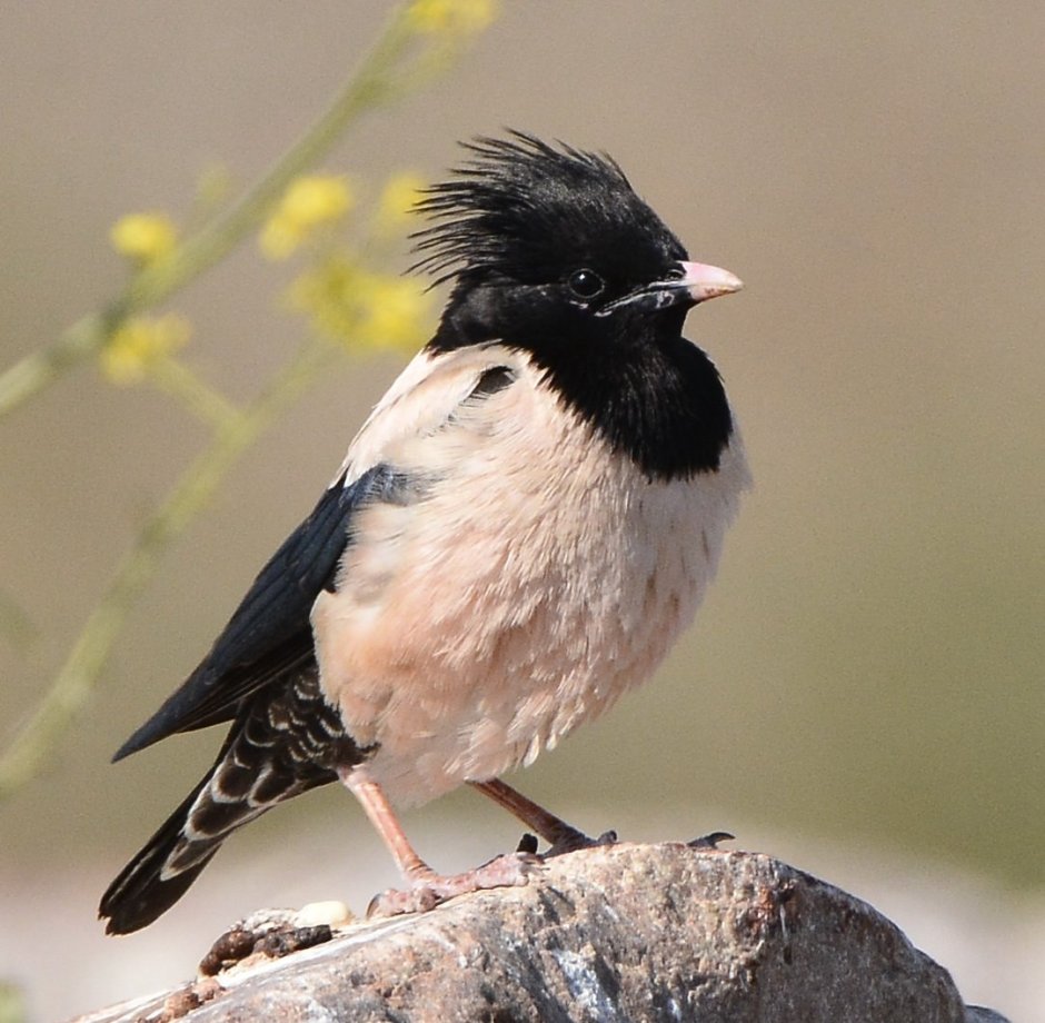 Розовый скворец (Sturnus roseus)