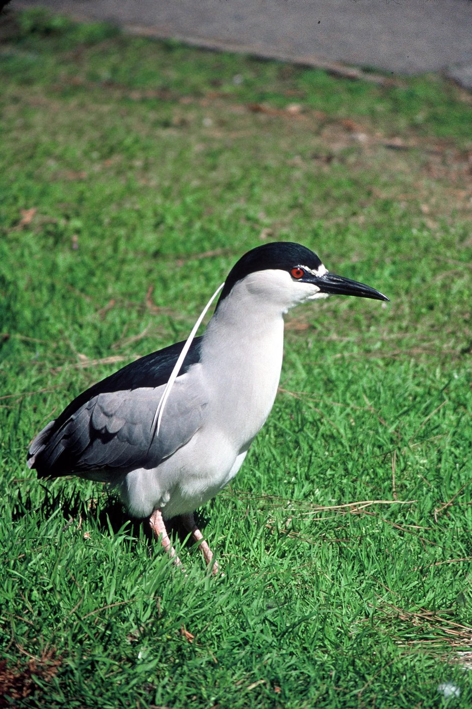 Black-crowned Night Heron