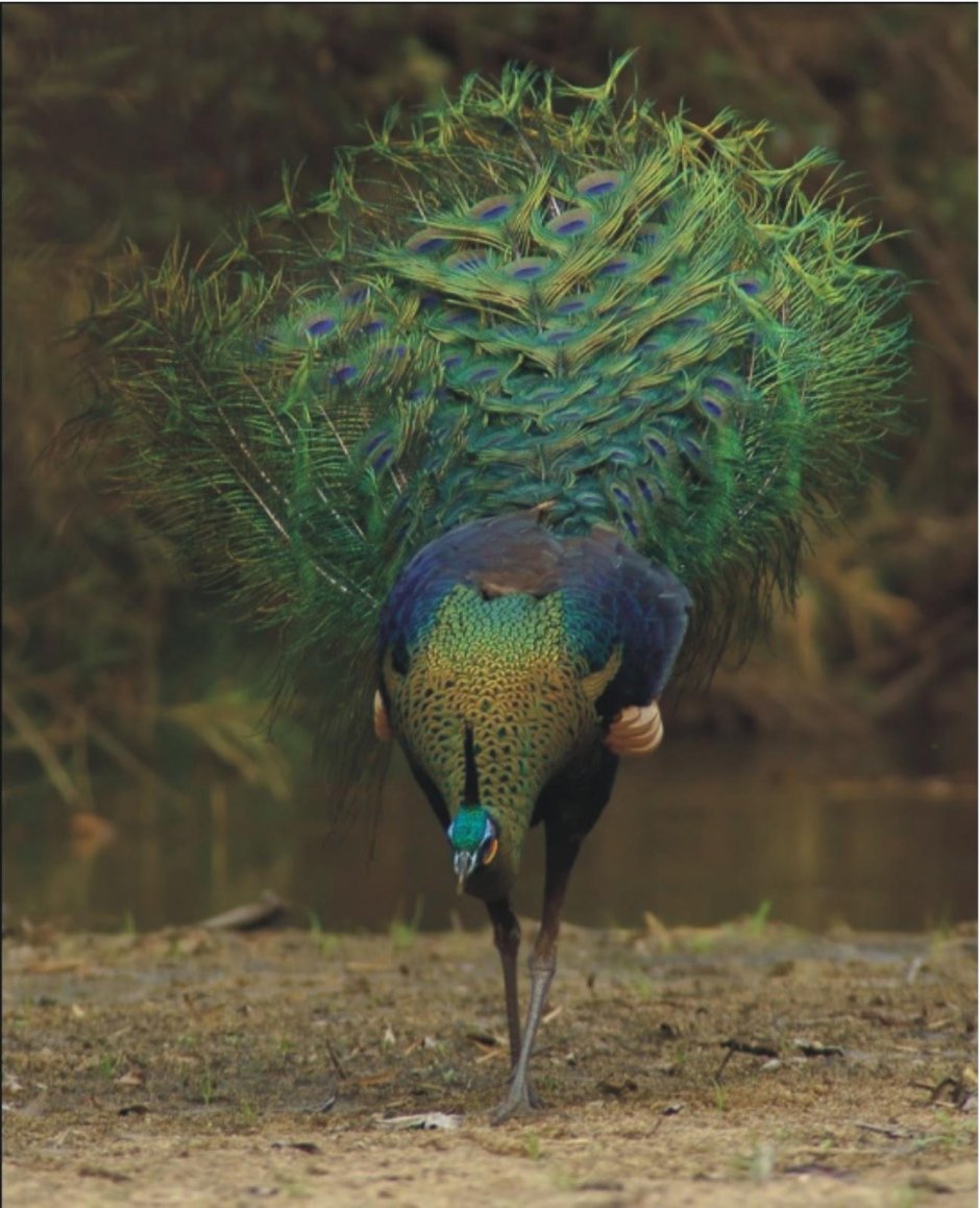 Зелёный Павлин / Pavo muticus