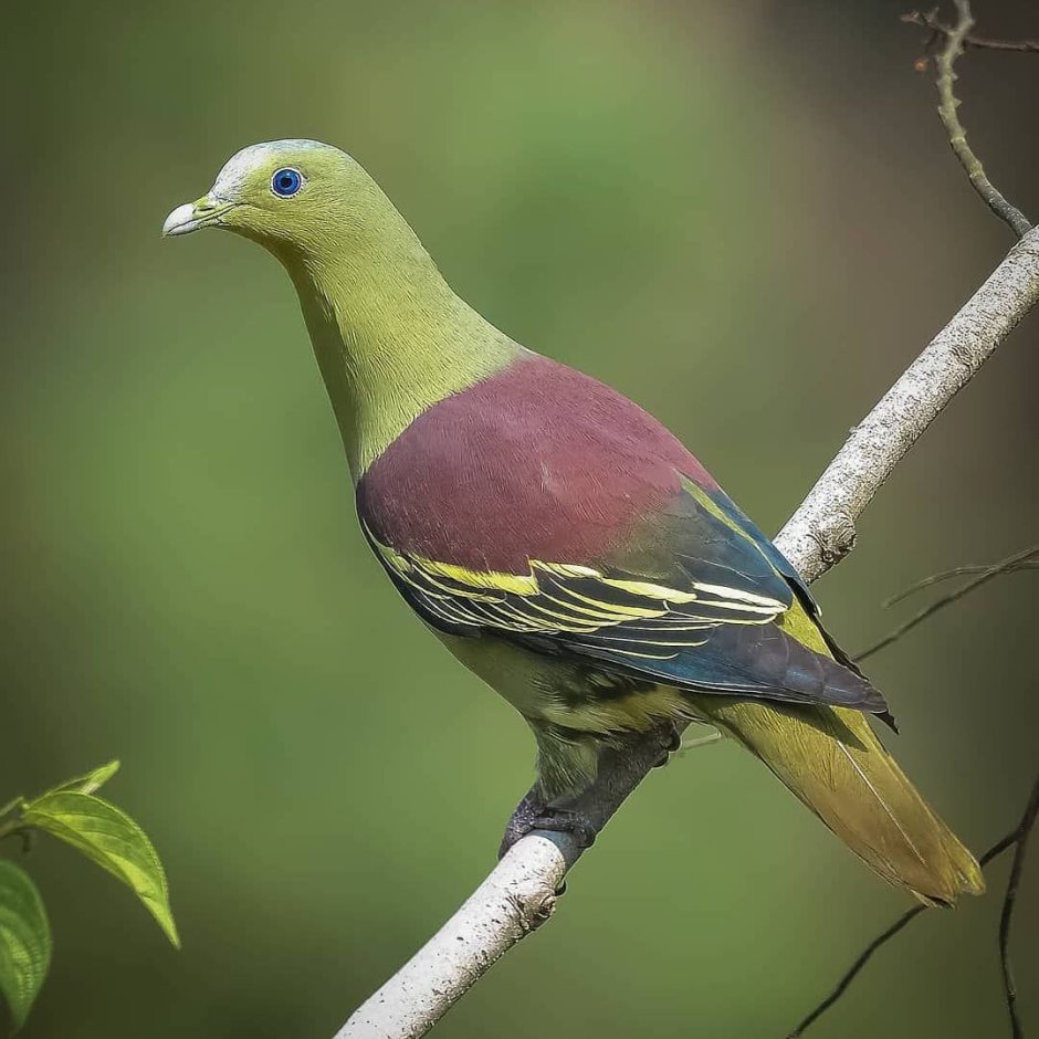Treron sieboldii