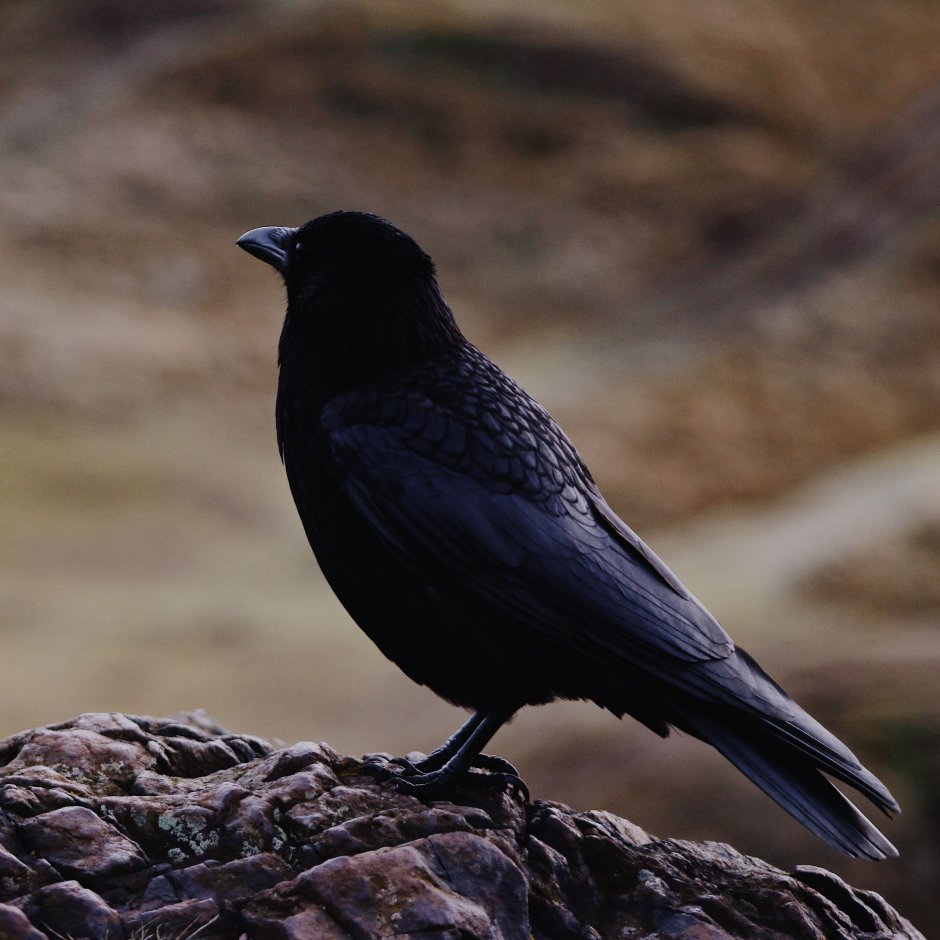 Brewer&#96;s Blackbird
