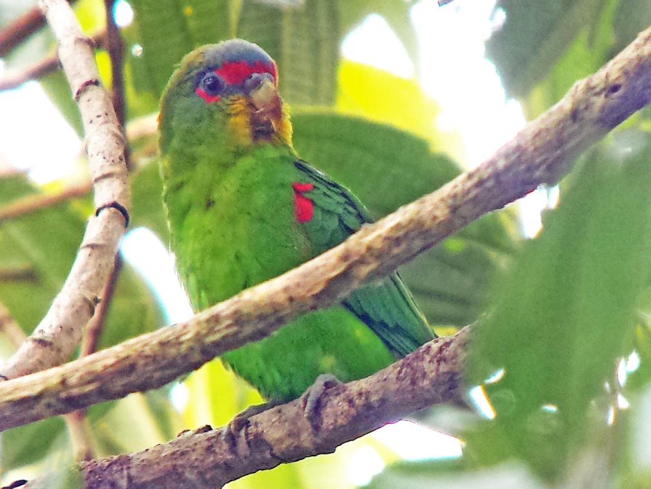 Touit costaricensis
