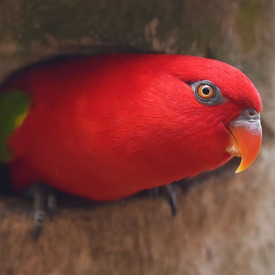 Красный попугай Lorikeet