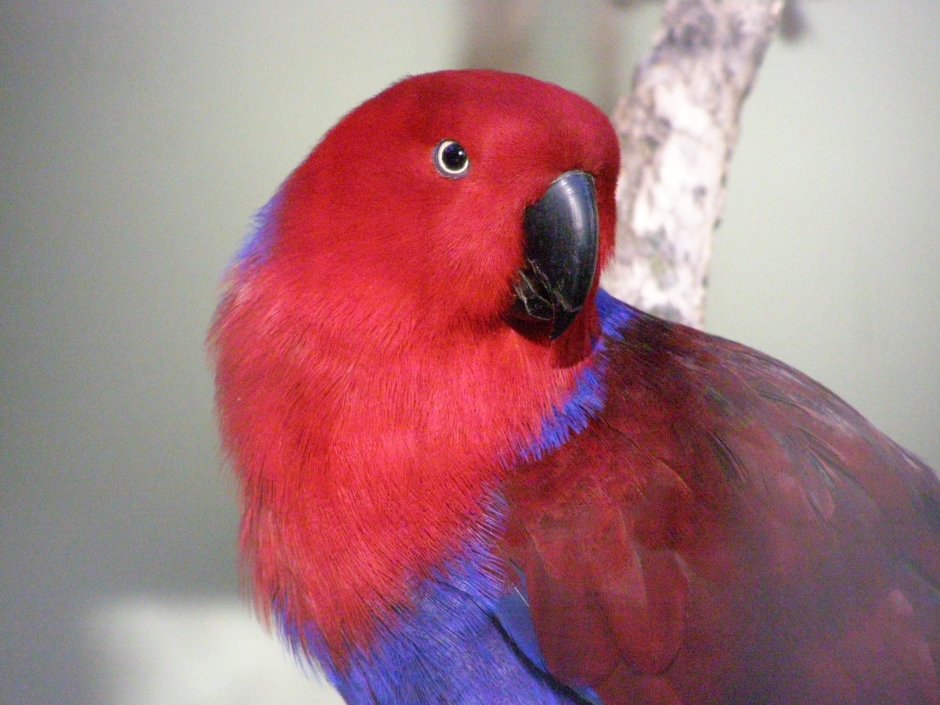Попугай ,Эклектус (Eclectus roratus)