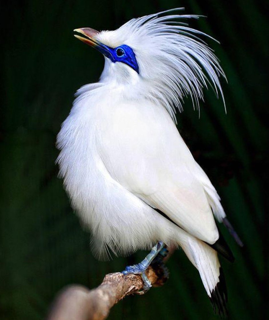 Leucopsar rothschildi