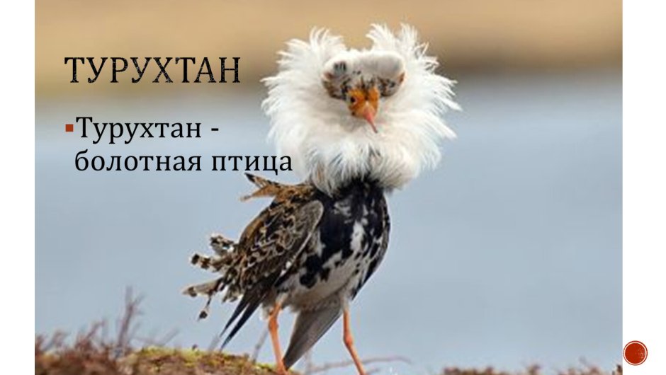 Чокнутая птичка
