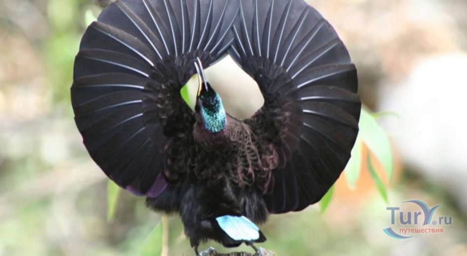 Ptiloris paradiseus