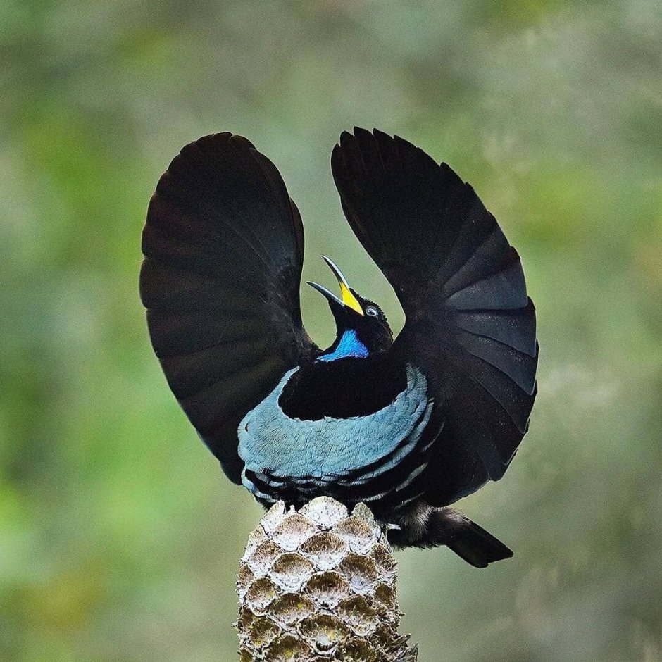 Ptiloris victoriae