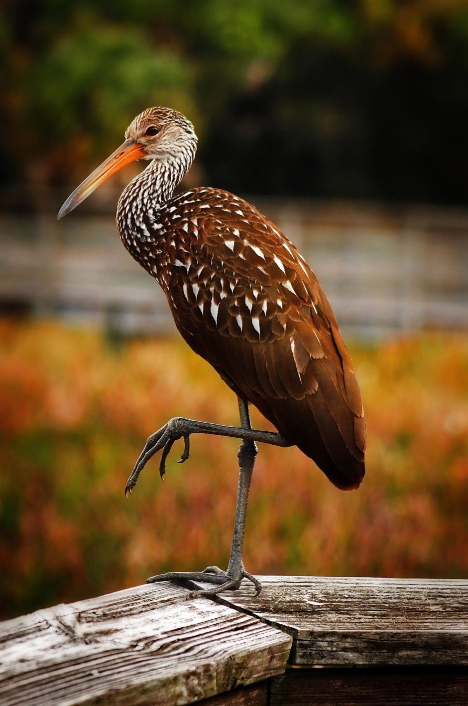 Centrocercus urophasianus