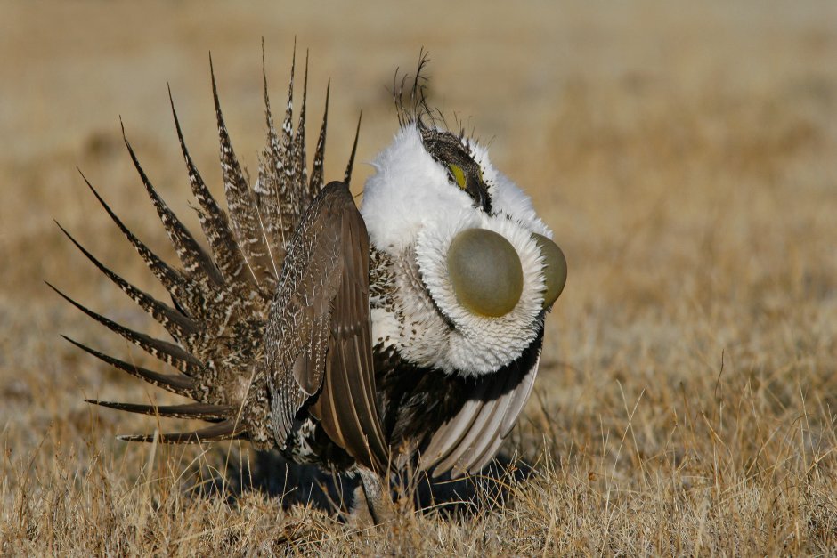 Sage Grouse
