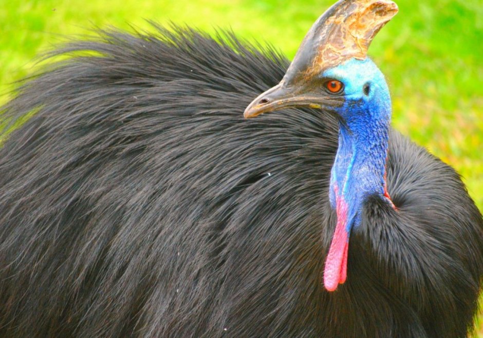Шлемоносный казуар (casuarius casuarius);