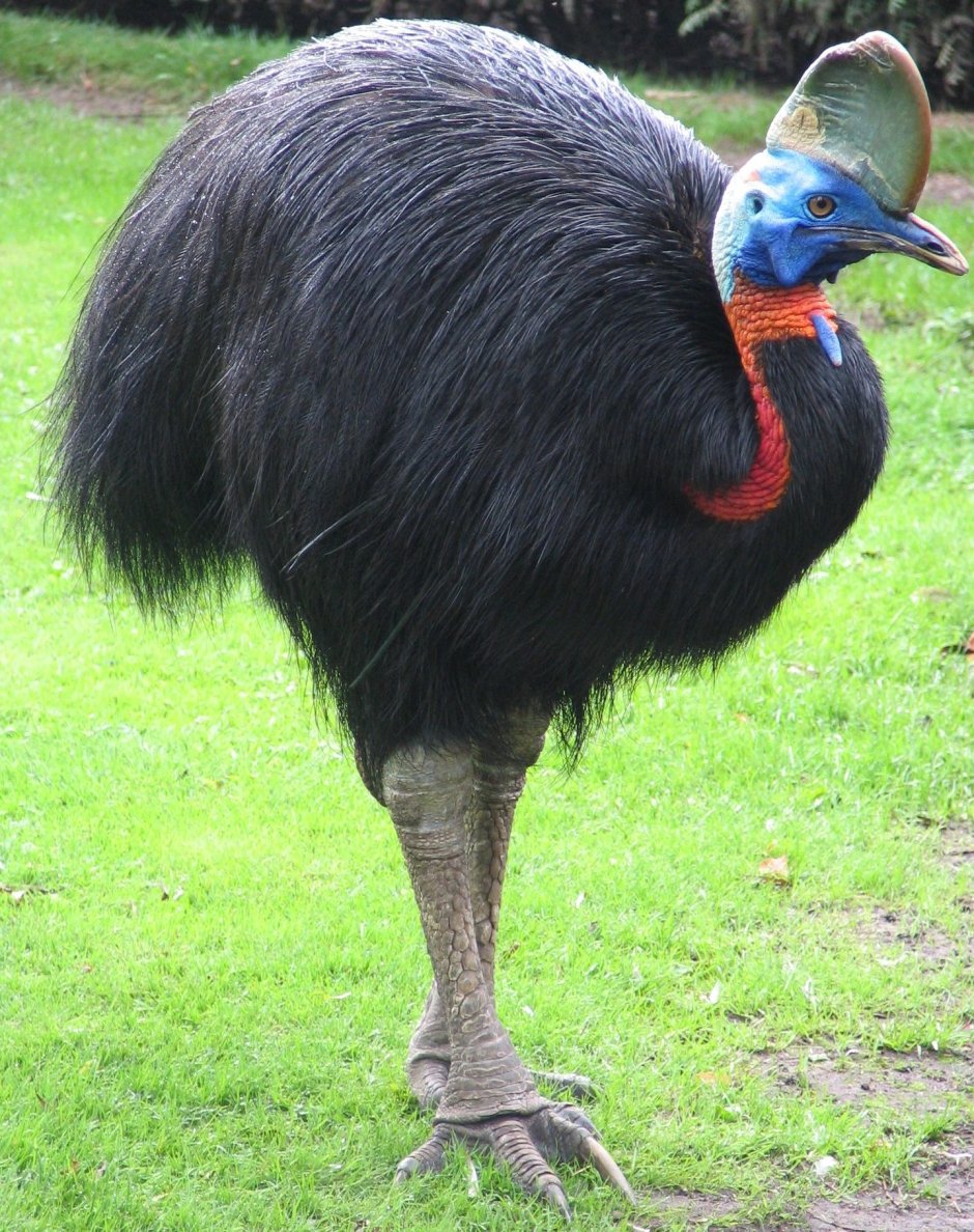 Casuarius casuarius