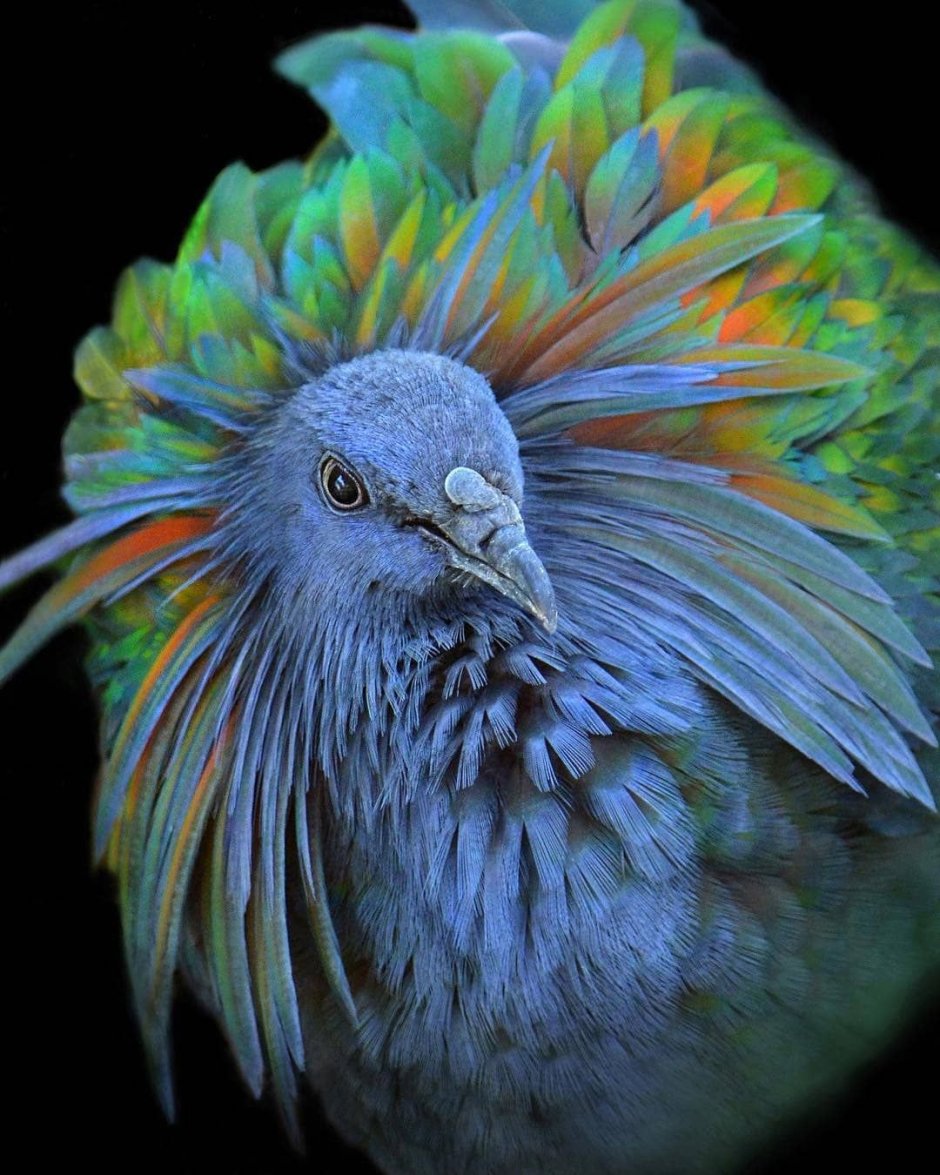 Nicobar Pigeon
