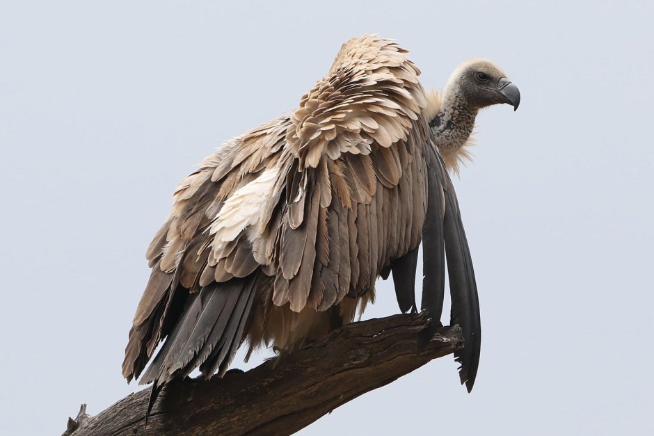 Gyps africanus
