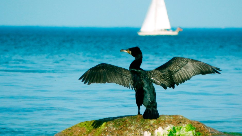 Черная птица на балтийском море