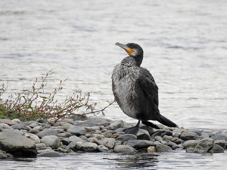 Больших Бакланов (Phalacrocorax Carbo)