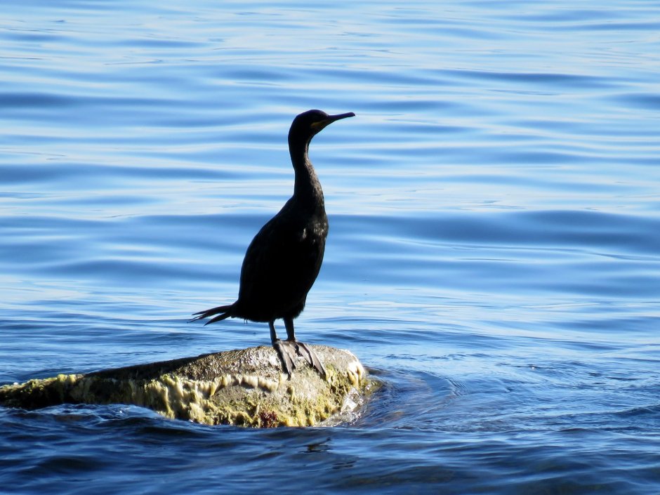 Морские водоплавающие птицы Крыма