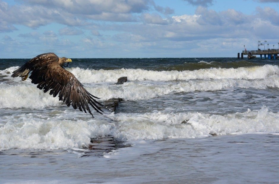 Птицы Балтийского моря