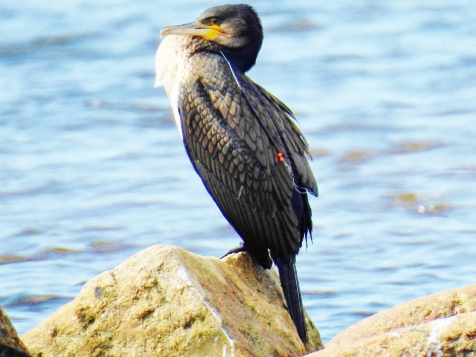 Phalacrocorax Carbo птица