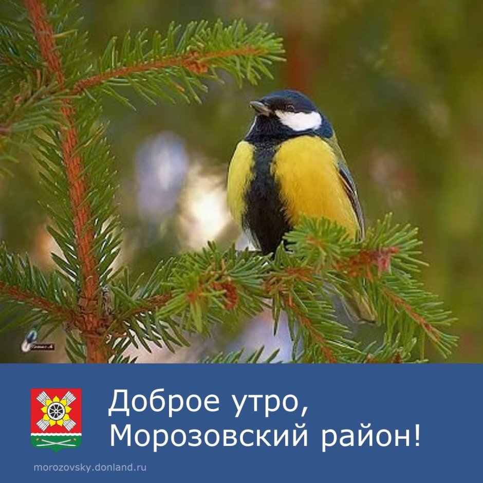 Синица на ветке елки